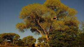 Federal agents in Southern Arizona arrested protestors who were attempting to protect large cottonwood trees from getting torn down. (Courtesy of the Sonoran Desert Press Office)