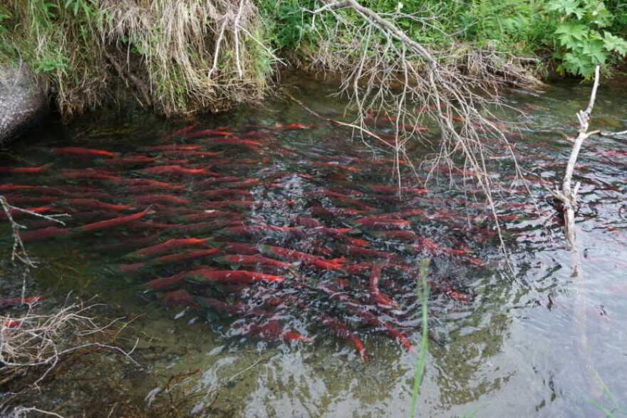 Sockeye in a creek in the Wood River watershed. July 28, 2021.