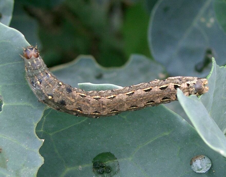 An army worm, Spodoptera litura