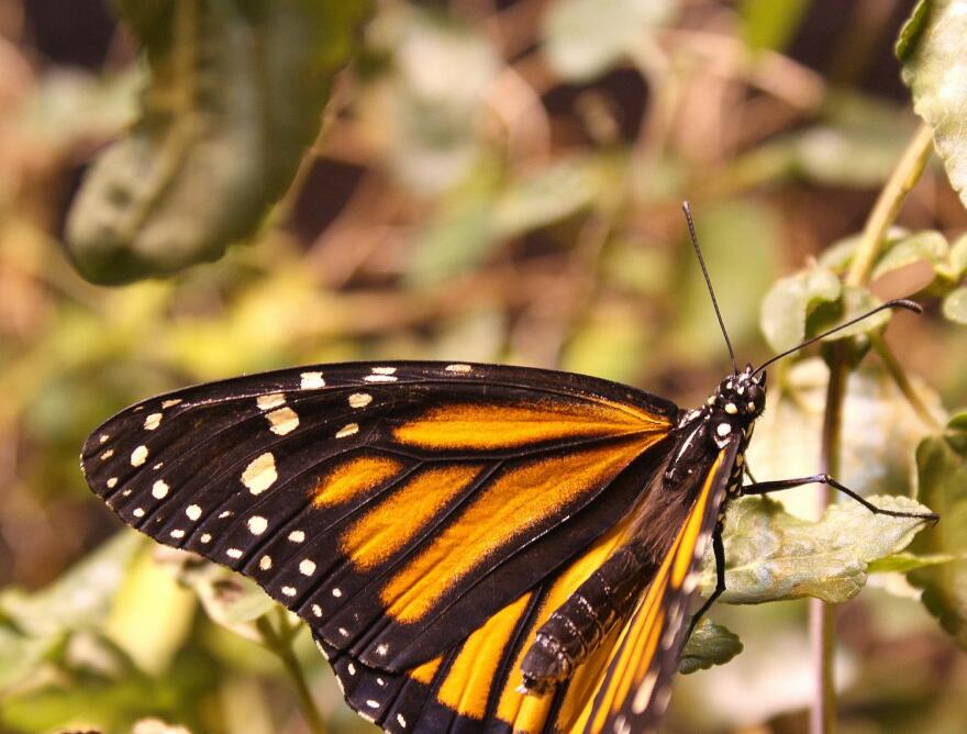 Monarch butterfly