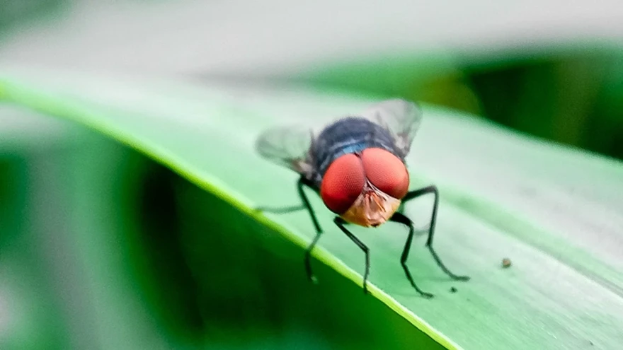 A New World Screwworm fly, with large red eyes, a copper face, and blue body, rests on a blade of grass.