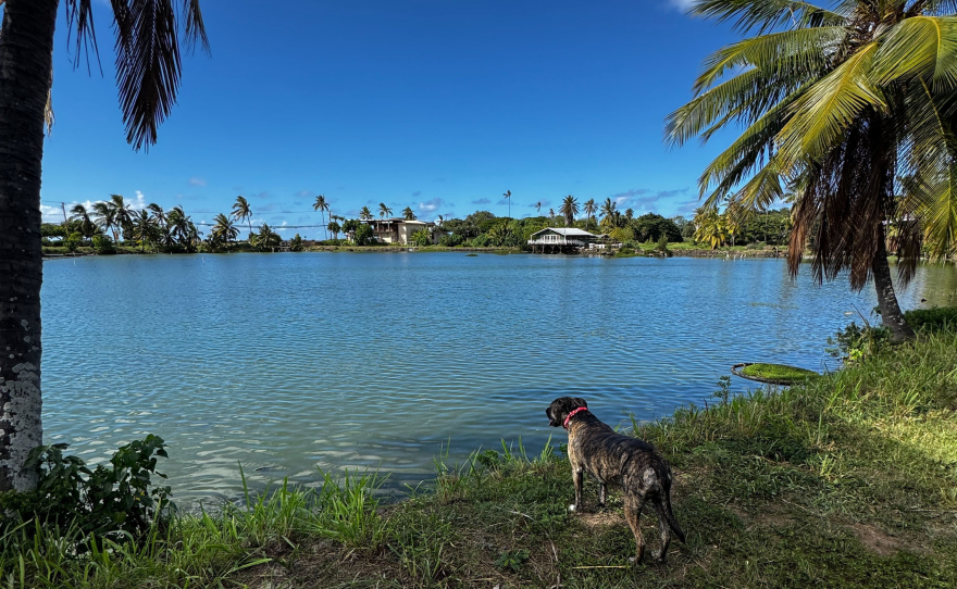Pili girl, DJ Mermaid's daughter, looks out over Loko Ea Fishpond. Loko Ea Fishpond hosts their Lā Kūʻokoʻa on Saturday. Nov. 22 from 10 a.m. to 2:15 p.m.