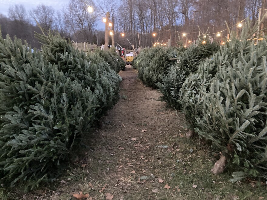 The head of the Ohio Christmas Tree Association says sales numbers were up for the first post-Thanksgiving weekend, and he may run out of supplies himself a week earlier than expected. [Kabir Bhatia / WKSU]
