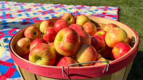A wooden bushel full of fresh apples sits on a colorful quilt