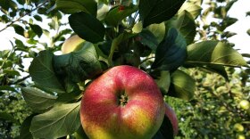 Apple tree. (Credit: Anna Evan / Unsplash)