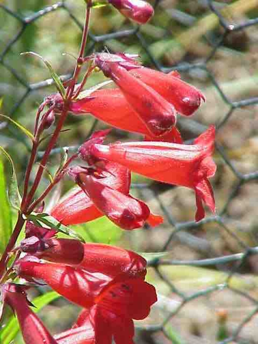penstemon