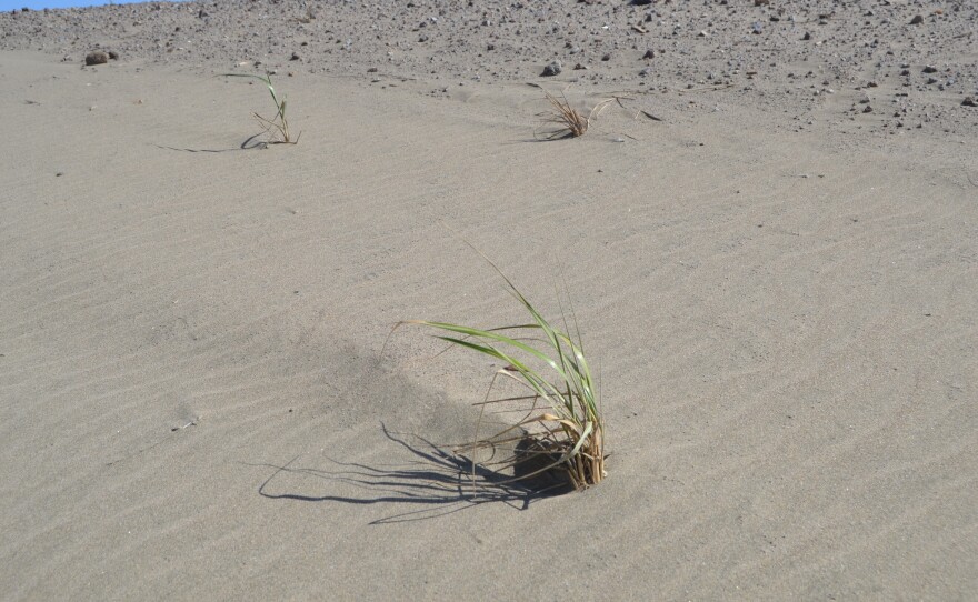 A newly planted American Dune Grass sprouts out of a dune off Judah