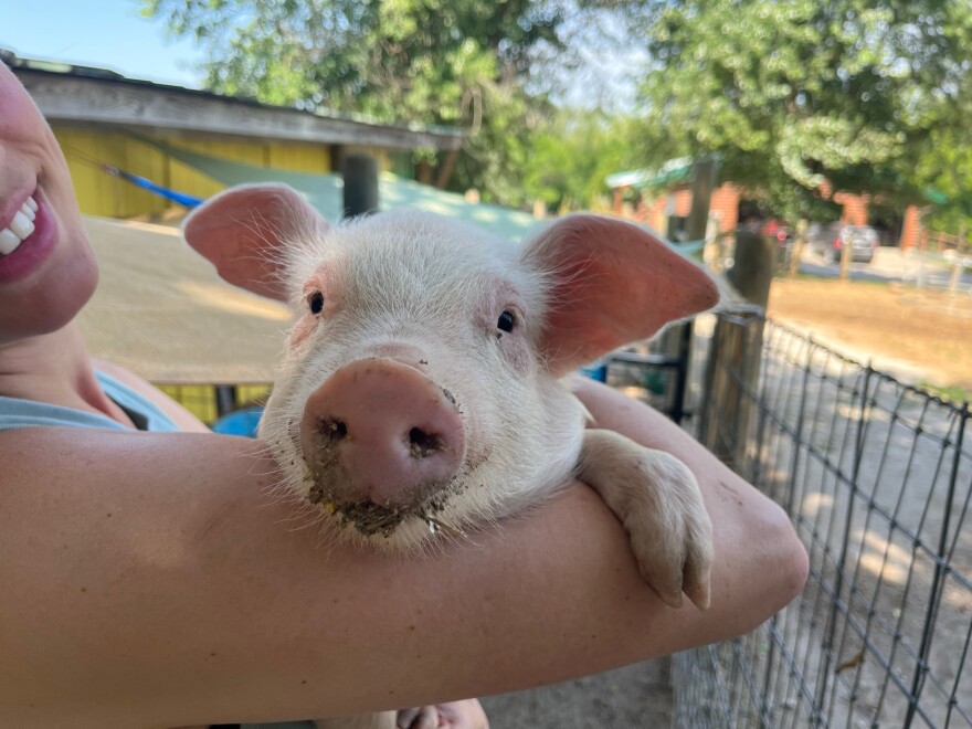 A small big being held in the arms of his keeper.