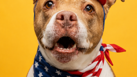 Freya, an adoptable dog, at the Oregon Coast Humane Society dressed up for 4th of July