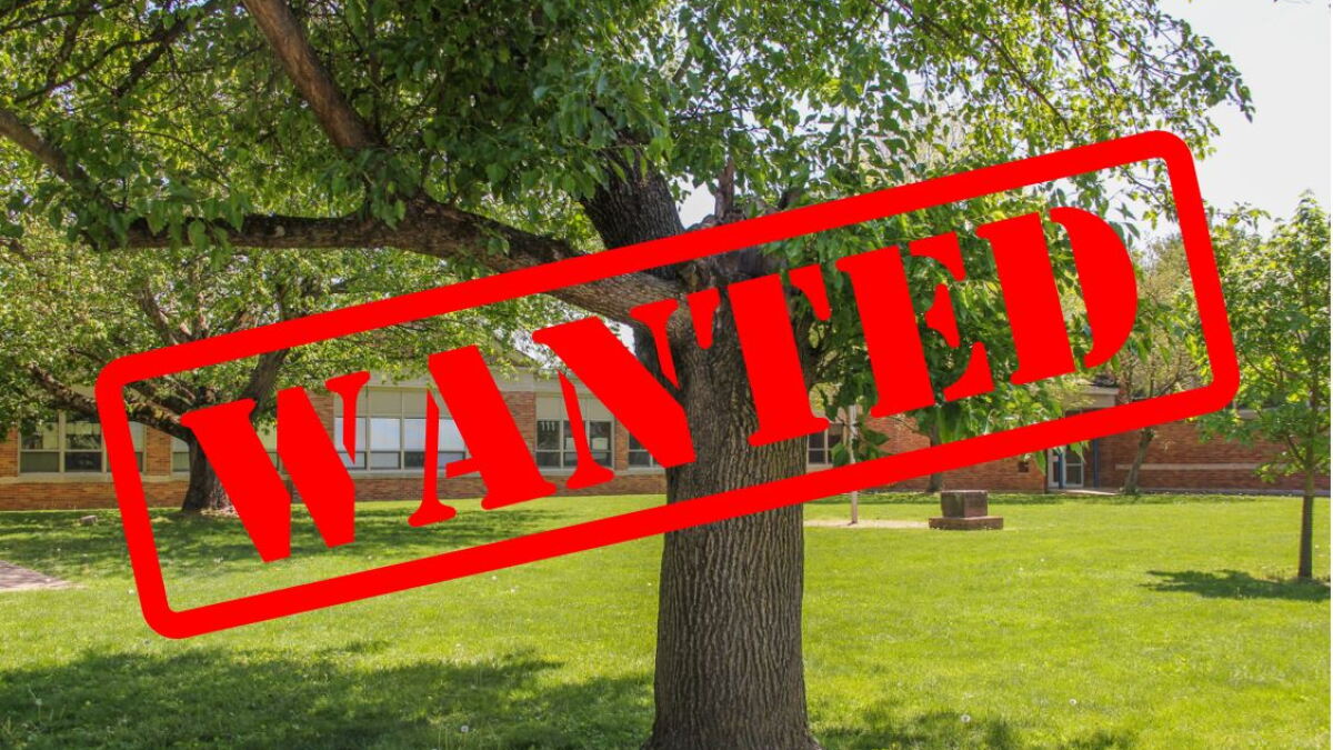 In Licking County, there's a 'bounty' on invasive pear trees - Vimarsana News