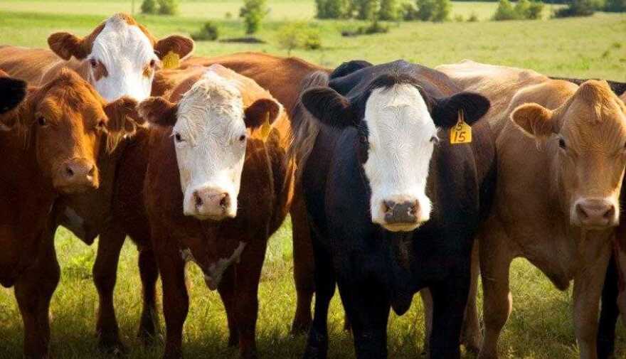 File photo of cattle.