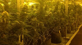 Flowering marijuana plants grow under orange lights at INSA to simulate seasonal change.