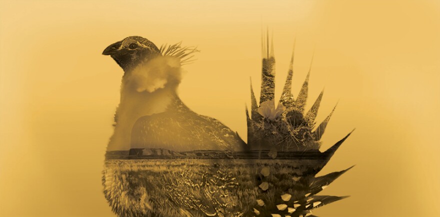 Sage Grouse