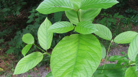Mitragyna speciosa leaves