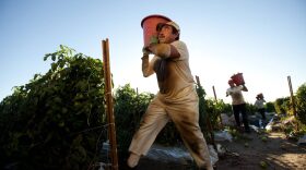 Tomato pickers run to a truck to deposit tomatoes they've harvested on a Fair Food Program Farm. Paid by the piece, in order to make minimum wage, farmworkers have to pick over two and a half tons of tomatoes each day.