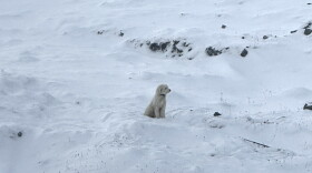 An off-white, curly-coated dog on a snowy landscape.