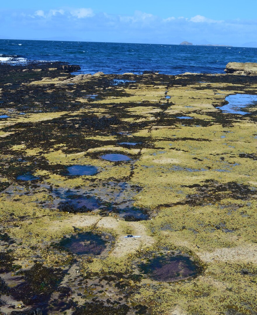 Some of the tracks that researchers say were made by long-necked dinosaurs that roamed 170 million years ago.