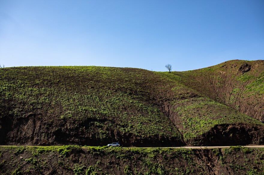 Latigo Canyon in Malibu, California, 4 months after the Woolsey fire, in March 2019.