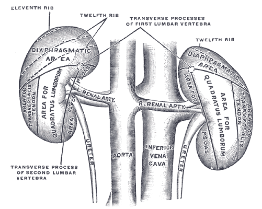  Researchers from Wash U have found kidneys from deceased patients with COVID-19 are just as safe to transplant as kidneys from patients who tested negative for the virus. 