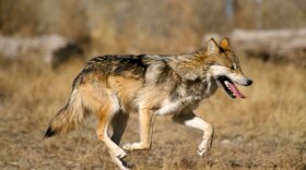 Mexican gray wolf