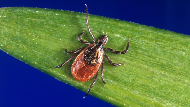 FILE - This undated photo provided by the U.S. Centers for Disease Control and Prevention shows a blacklegged tick, also known as a deer tick. (CDC via AP, File)