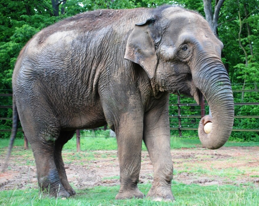 Connie (Credit: Dickerson Park Zoo)