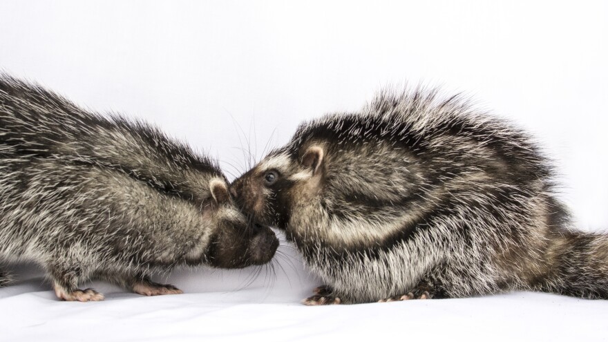 For Rats That Coat Themselves In Poison, These Rodents Are Surprisingly ...