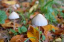 Mushroom.