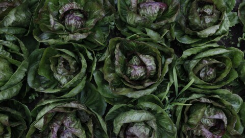 A variety of lettuce growing at Loma Farm. (credit: Dan Wanschura / Points North)