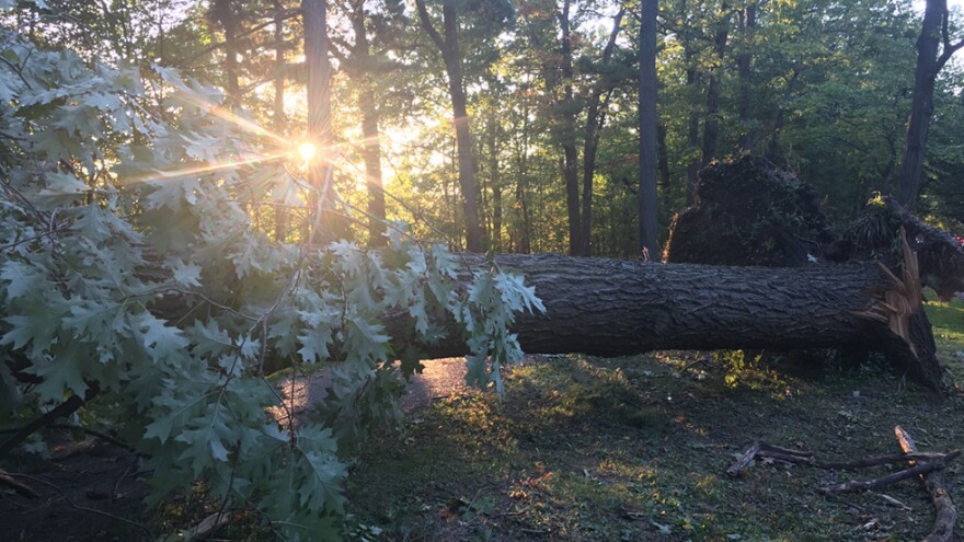 A massive oak tree in Shaker Lakes was just one of many mature trees lost on the East Side during the September 2019 microburst. [Annie Wu / ideastream]