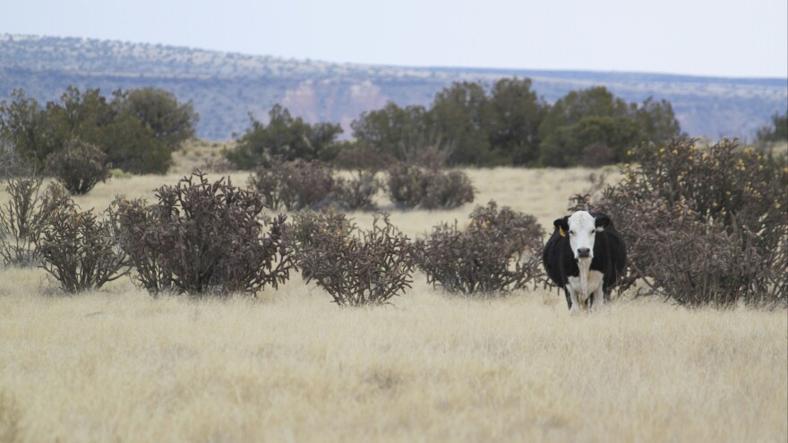 A cow grazes a stretch of open range north of Albuquerque, N.M.