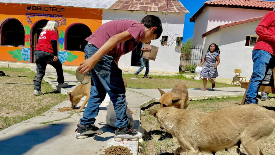 Sasabe_dogs_outside_library_1