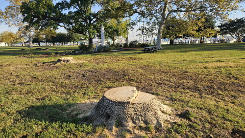 Stumps remain from old trees along Water Street in Long Warf Park in Cambridge
