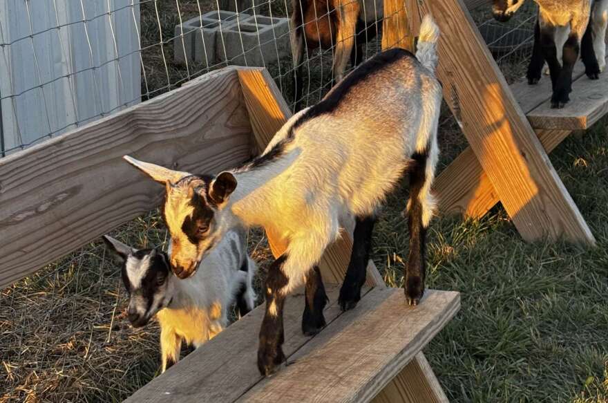 Free roaming goats on Riehm's farm