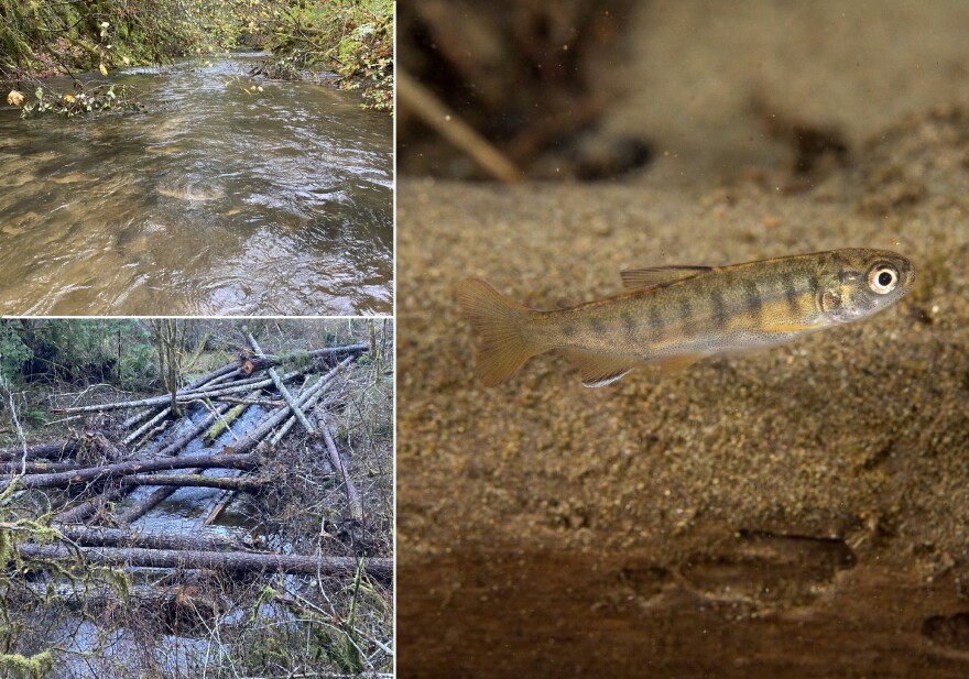 Top left: a "simplified" stream with exposed bedrock; bottom left: a treated stream, with logs added to help create habitat for Coho salmon. Right: a juvenile Coho salmon.