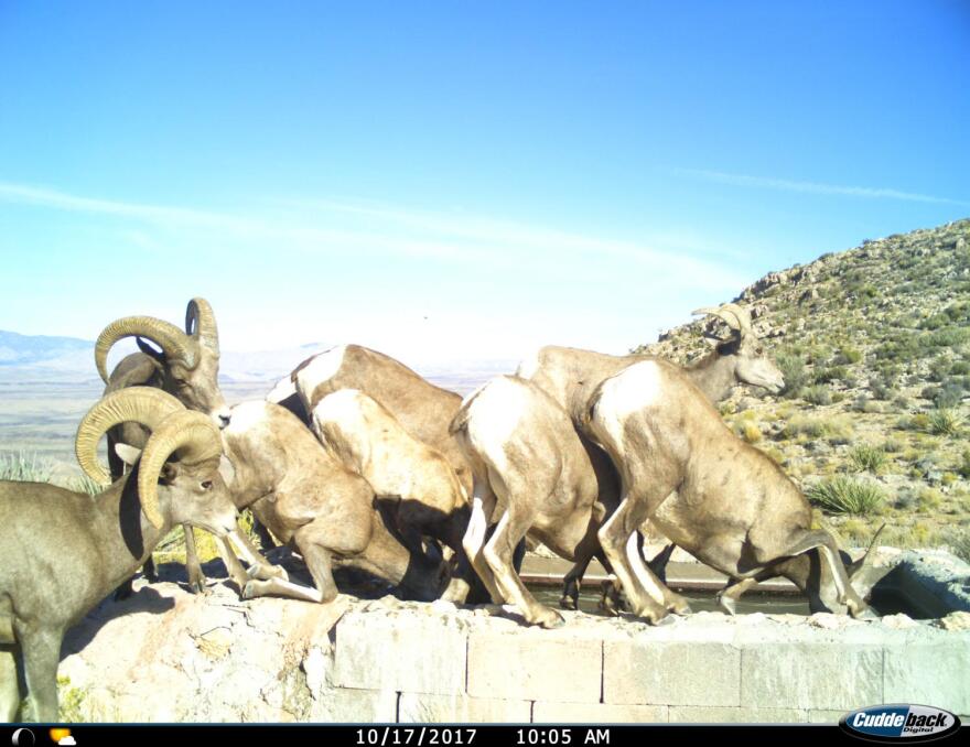 rams water catchment