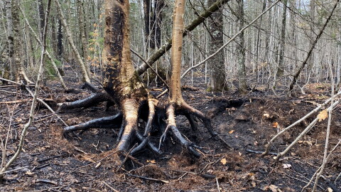 Exposed tree roots are blackened after wildfires took over 450 acres of land near Wakefield, Michigan. 