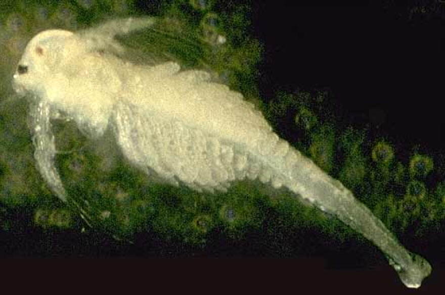 wau.usgs.naupli2.jpg