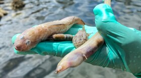 More dead fish were spotted Wednesday near the Pelican Harbor Seabird Station, two days after a fish kill was first reported in Biscayne Bay Monday.