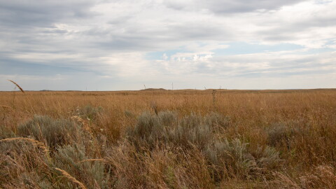 Grassland on the Gardiner property