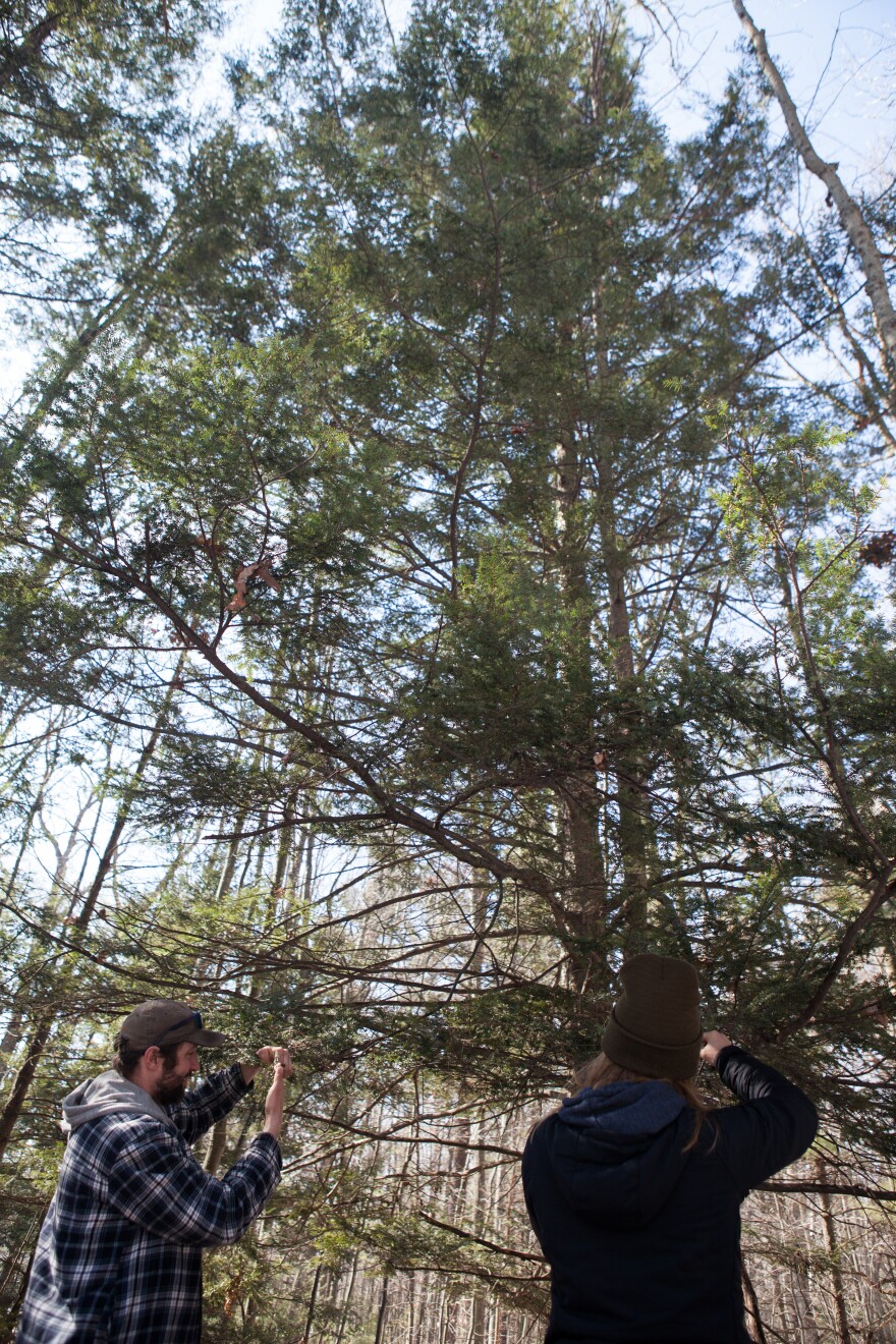 Grant Trukowski and Kara Ermatinger examine an infested Hemlock tree in the Ludington School Park.