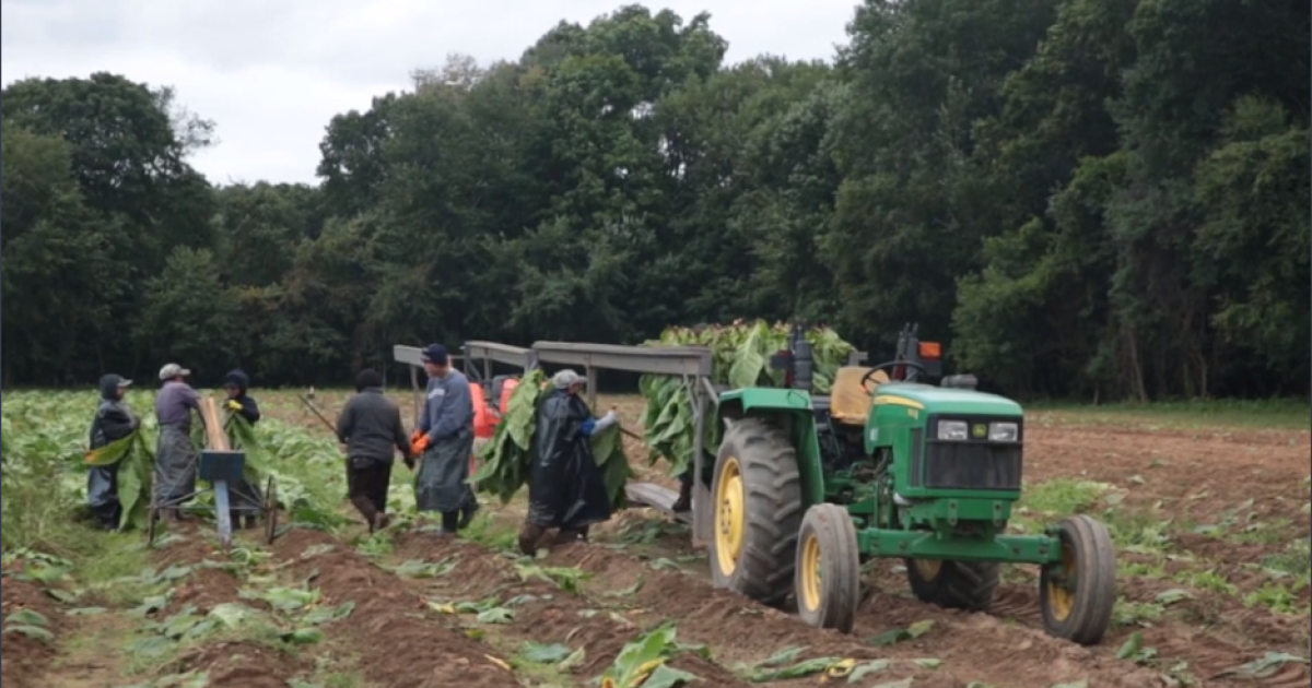 tobacco farms in connecticut Connecticut's Tobacco Farmers Face Land Use Choices In A Disappearing  Industry