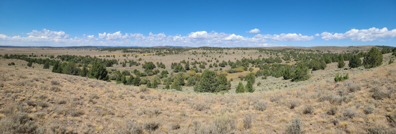 Here's what it looks like when Junipers overtake an area and crowd out sagebrush.