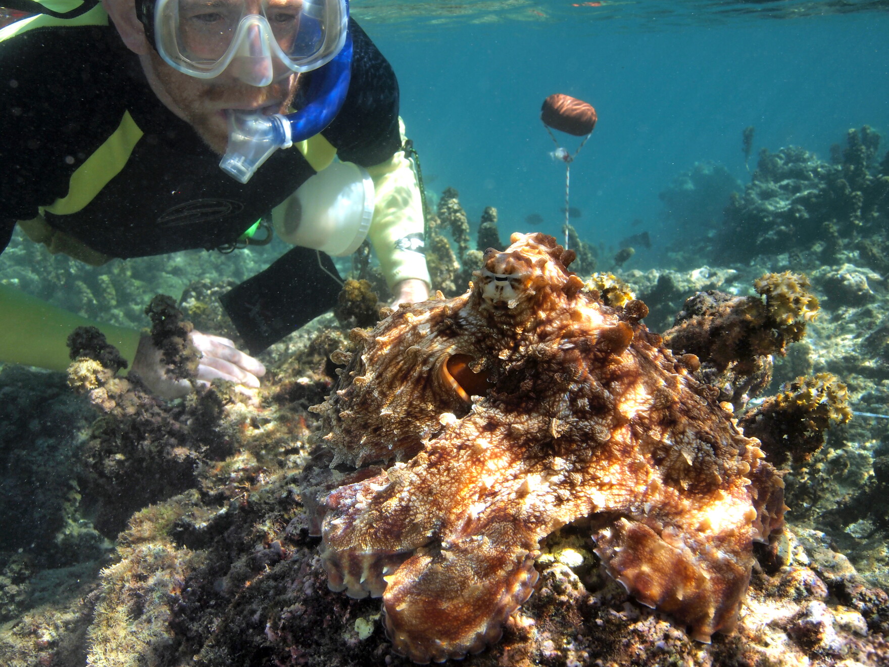 David Scheel Lab Alaska researcher dives into the mysterious lives of octopuses in new ...