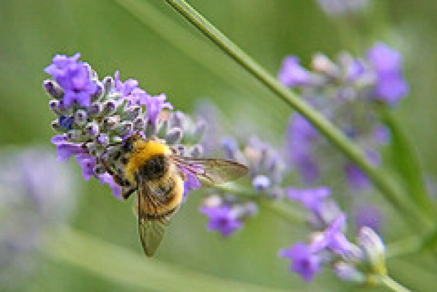 Bumblebee