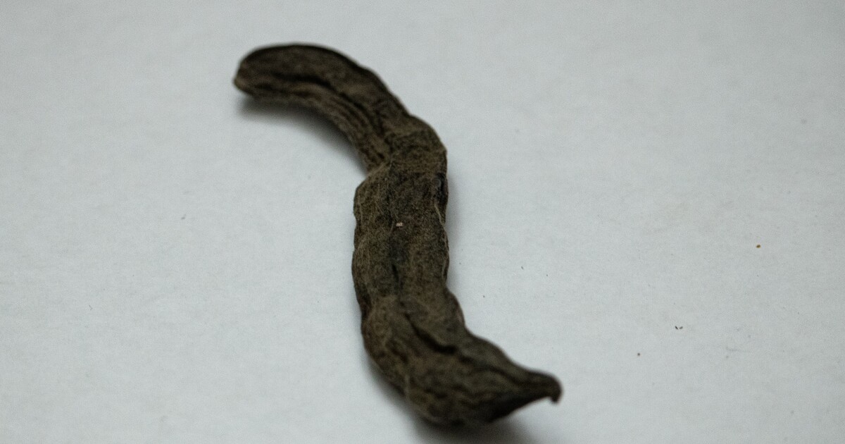 UF researchers study velvet bean as potential Parkinson’s treatment