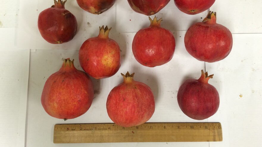 These pomegranates are about an inch smaller than the typical size, but they're packed with antioxidants.