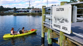 A pair of kayakers steer into the dock at Kings Bay Park in Crysal River, Fla. on October 10, 2021. In November, kayakers can go out into Kings Bay and see manatees. (Lawren Simmons/Fresh Take Florida)