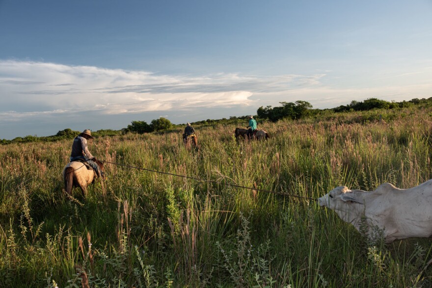 A <em>llanero</em> ropes a stubborn cow that refuses to follow the rest of the herd.