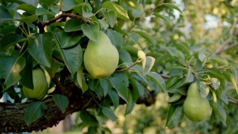 Bartlett pears suck up the last bit of energy from their trees just ahead of harvest, near Hood River, Oregon in August 2018.